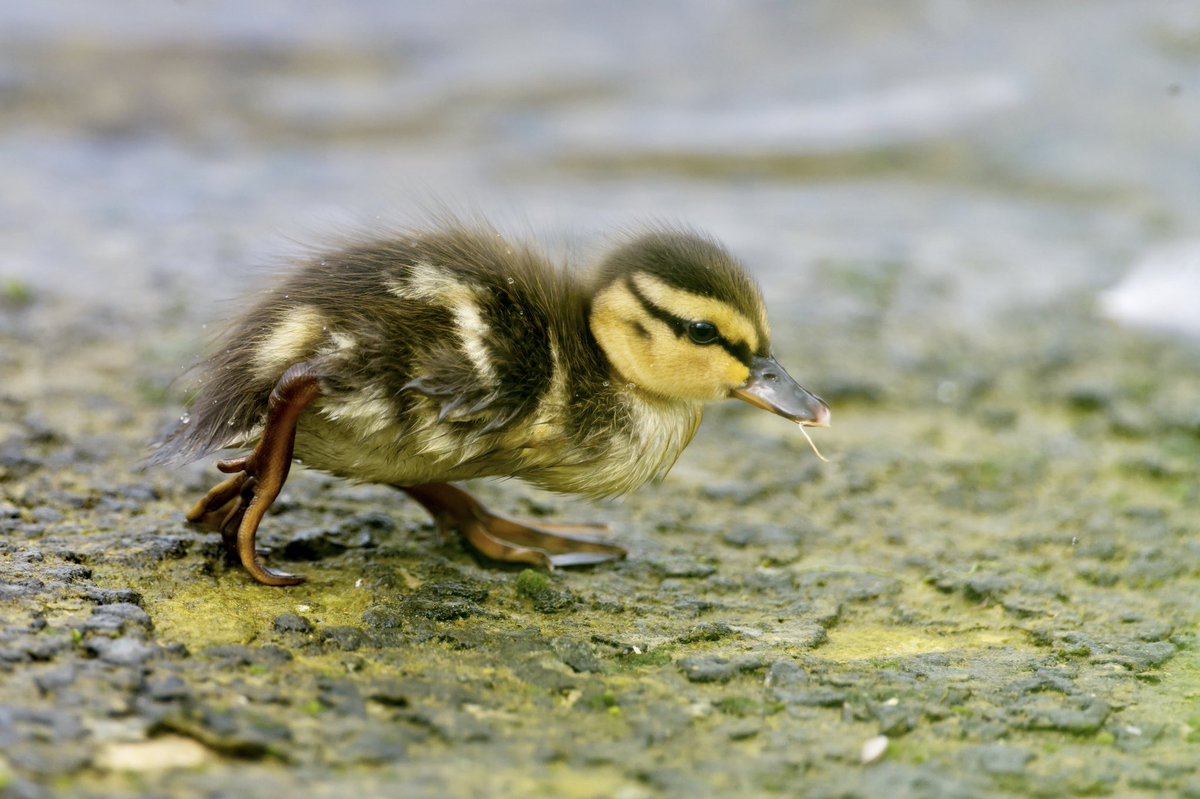 Giles Greenwood (@giles_greenwood) on Twitter photo A duckling cute-ing along cutely at @E17Wetlands
@WildLondon <a href="/Team4Nature/">Team4Nature</a> <a href="/NatureUK/">NatureUK</a> <a href="/Natures_Voice/">RSPB</a> <a href="/LeeValleyPark/">Lee Valley Park</a> A duckling cute-ing along cutely at @E17Wetlands
@WildLondon <a href="/Team4Nature/">Team4Nature</a> <a href="/NatureUK/">NatureUK</a> <a href="/Natures_Voice/">RSPB</a> <a href="/LeeValleyPark/">Lee Valley Park</a>