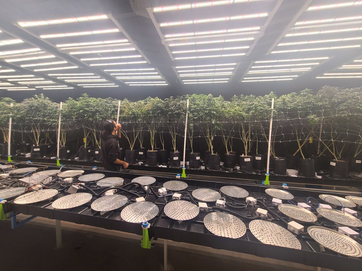 Another view of this Amazon fulfillment warehouse turned #cannabiscultivation in Taos, New Mexico. Many more tables coming online soon!

#CannabisCommunity #cannabisgrower #cannabisculture #cannabisindustry #growyourown #checkbelowtheplants #newmexico #flourishsystems
