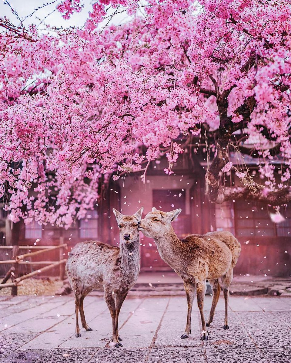 Nara, Japan 🇯🇵