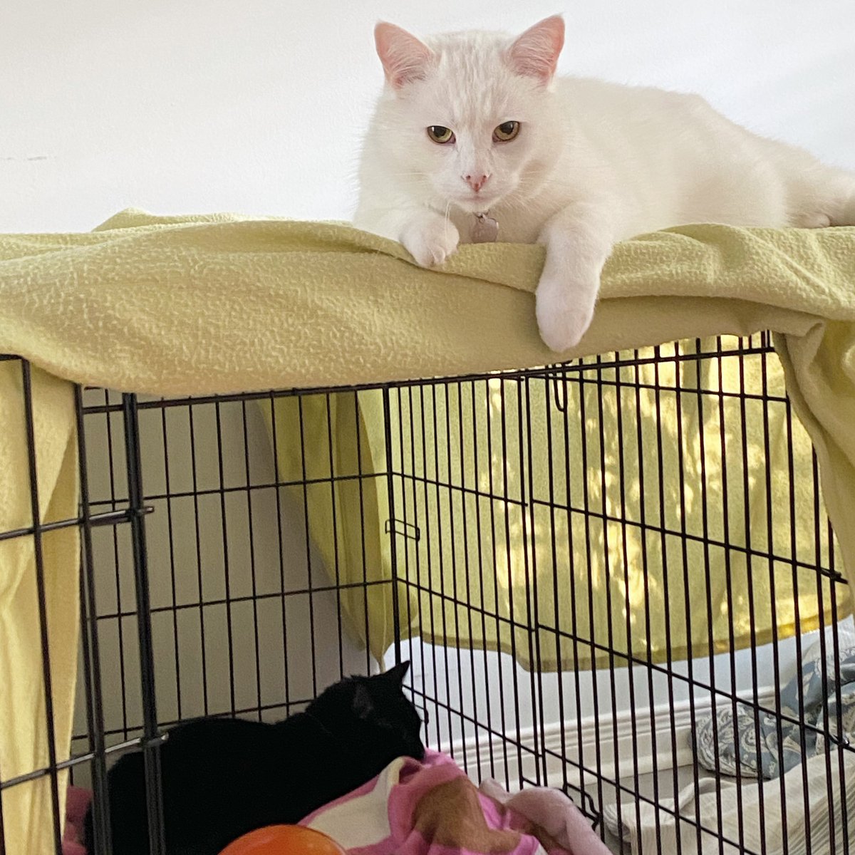 SmudgeLord's tweet photo. We’re helping crate train the new dog… yeah that’s what we’re doing 😏 

#newpuppy #cratetraining #catsofinstagram #catsofig #catstagram #womanyellingatcat #catmemes #memecat https://t.co/OcuNLQuO27