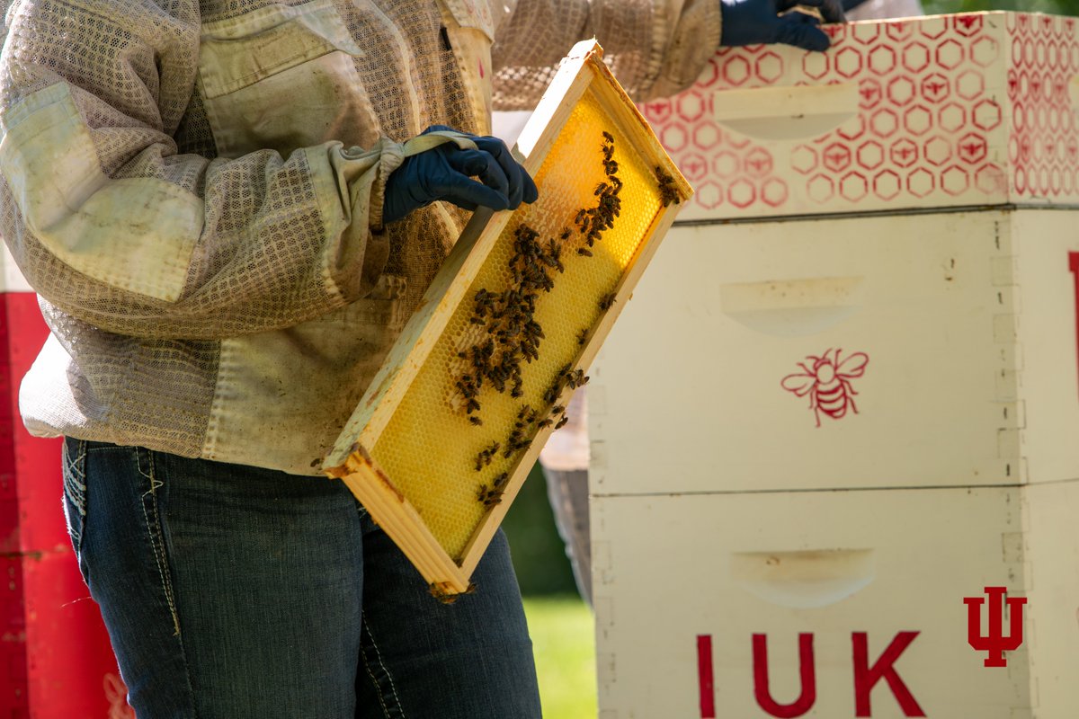 It's World Bee Day! We're proud to 'Bee' a Bee Campus USA school, with our own hives in partnership with The Shue Bee Farm. As part of the agreement, half of the honey harvested will be donated to the Cougar Cupboard food pantry, benefitting the Kokomo community. #MyIUK