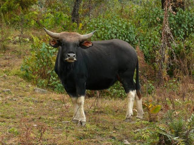 Animals in news for UPSC Prelims 2024

Mithun (looks like Indian Bison) declared as Food animal.

Food Animal - that are raised and used for food production or consumption by humans

Mithun is State animal of Arunachal Pradesh and Nagaland.