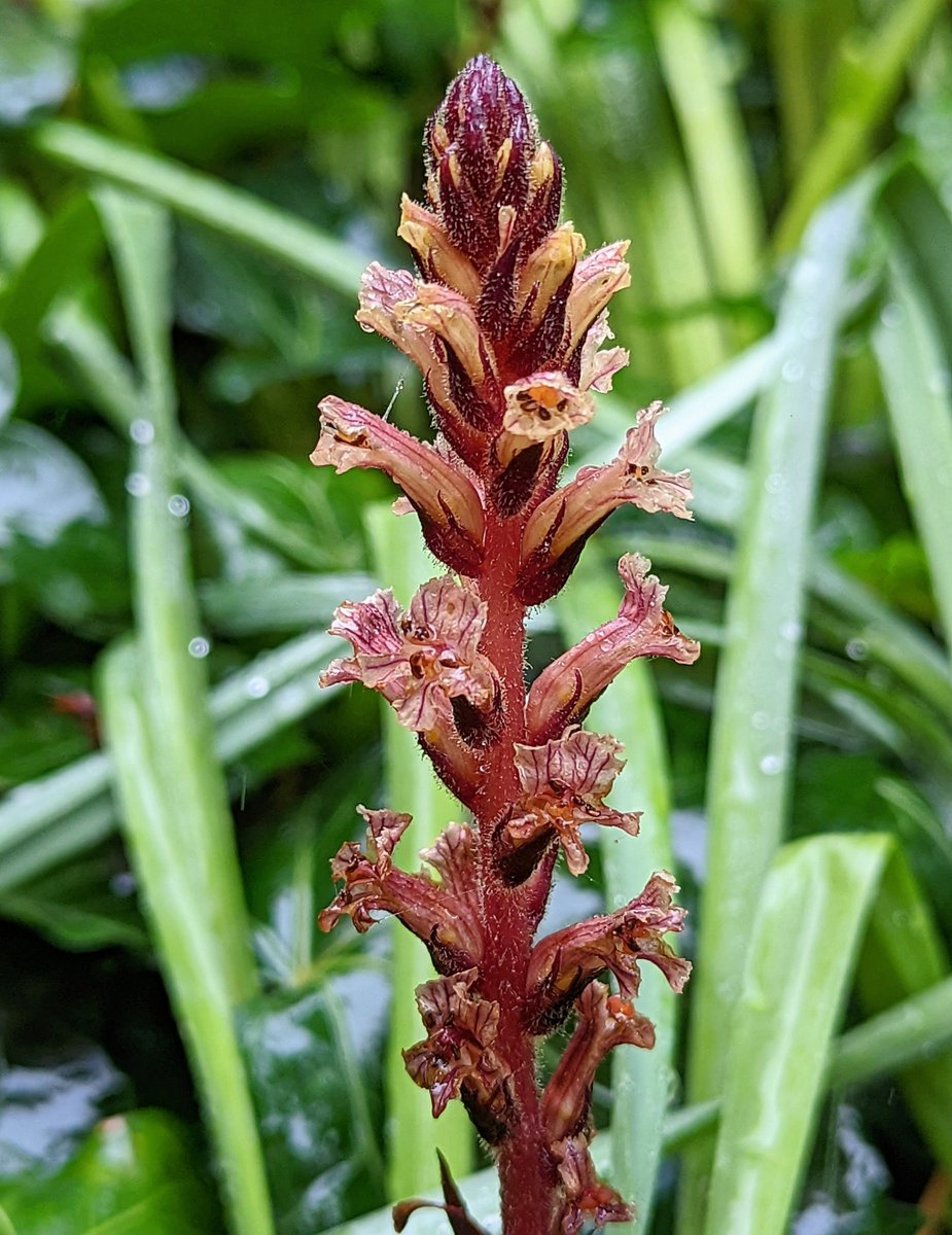 Ivy Broomrape today.Could only find the one,and assume it's one of this years flowers? .