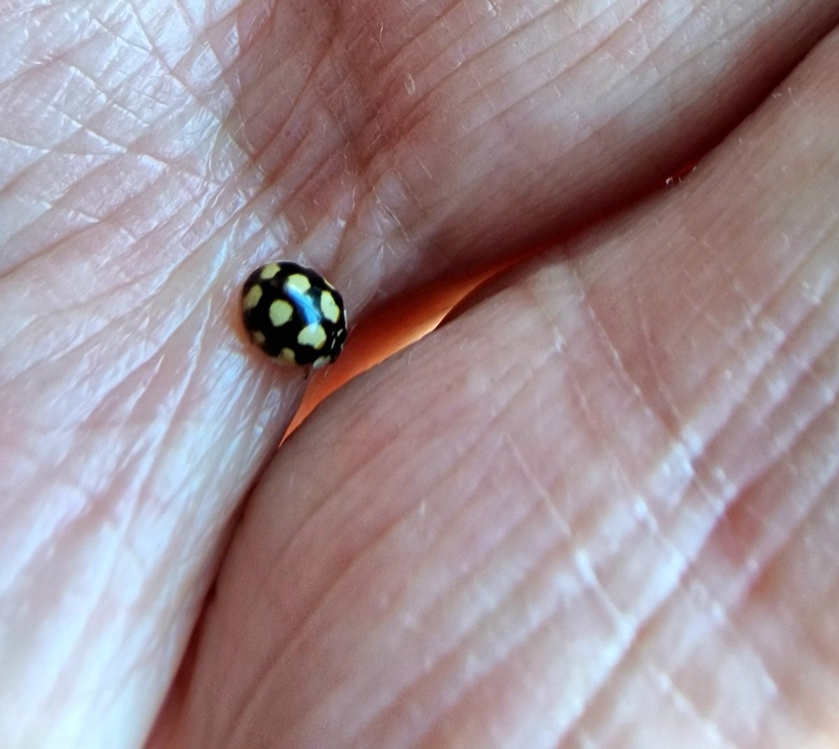 Hoy tenido este precioso visitante en mi comedor, a consecuencia del terral. Las #mariquitas, vaquitas de SanAntonio o catarinas (Coccinellidae). La he vuelto a echar a volar. Son beneficiosas para las plagas de pulgones. Por favor, no matarlas. @ilillom
@101tvMalaga @PTV_Malaga