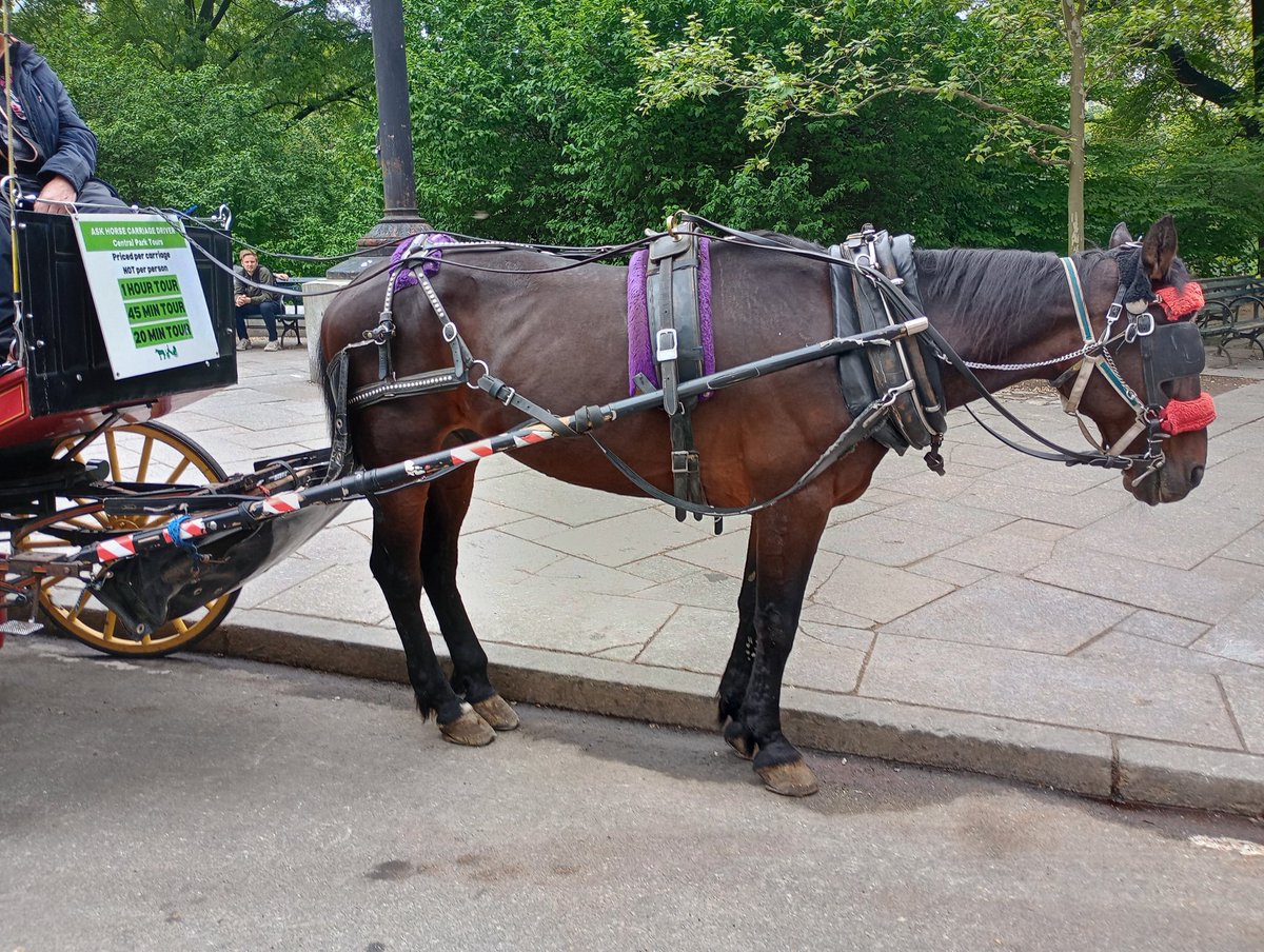 Alexandra Silver of @NYCMayor office confirmed @nycHealthy is on this one. Pics and video sent as well as the report taken by @NYCParks officers. Dying to hear what their vet has to say this time.