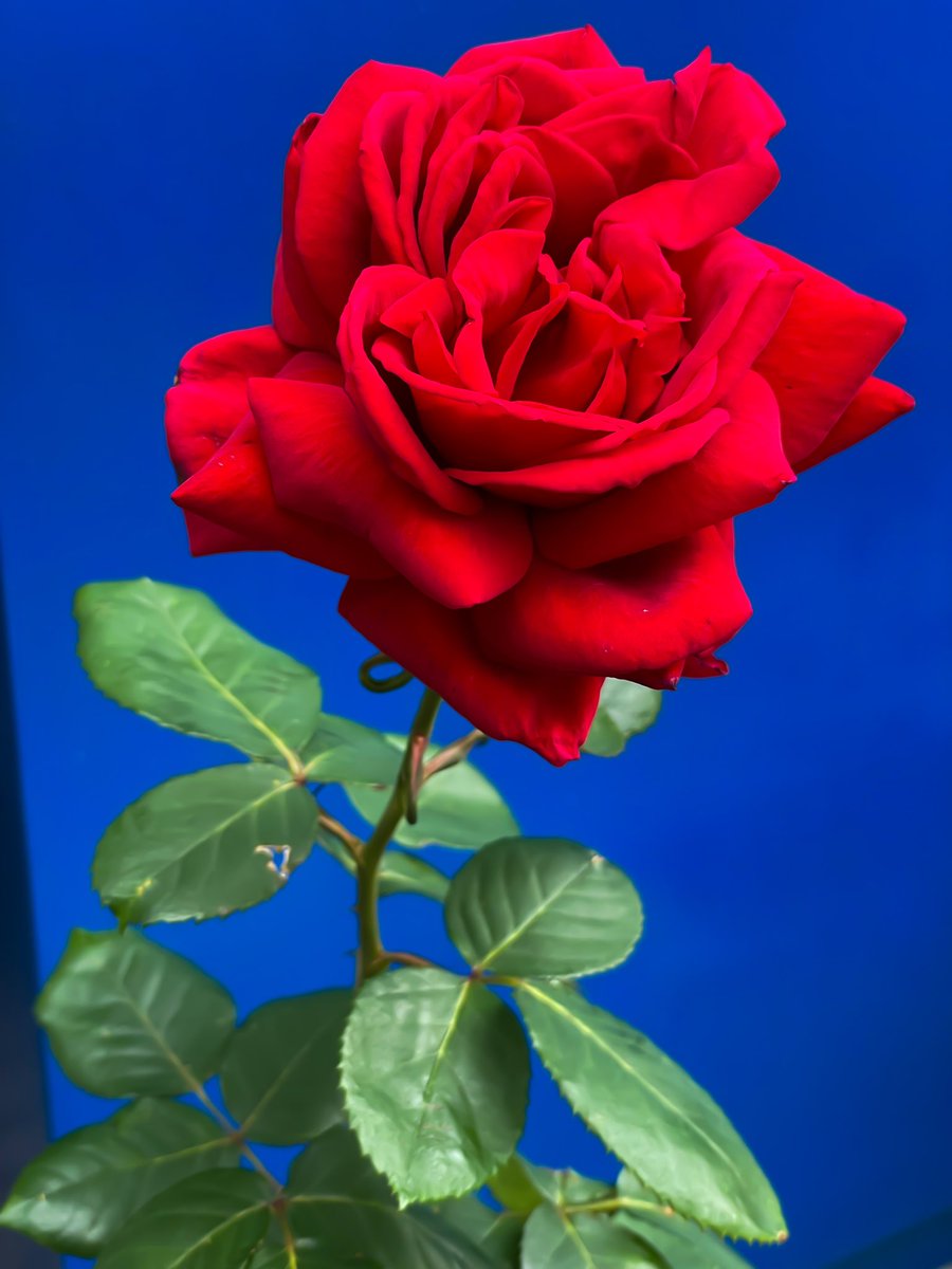 2024.5.16の、よそ様の薔薇🌹
May 16 ,2024 Rose from someone else's house.🌹

#rose 
#rosé 
#ばら 
#バラ 
#薔薇 
#植物写真 
#植物写真を撮るのが好きな人と繋がりたい 
#iphone12pro