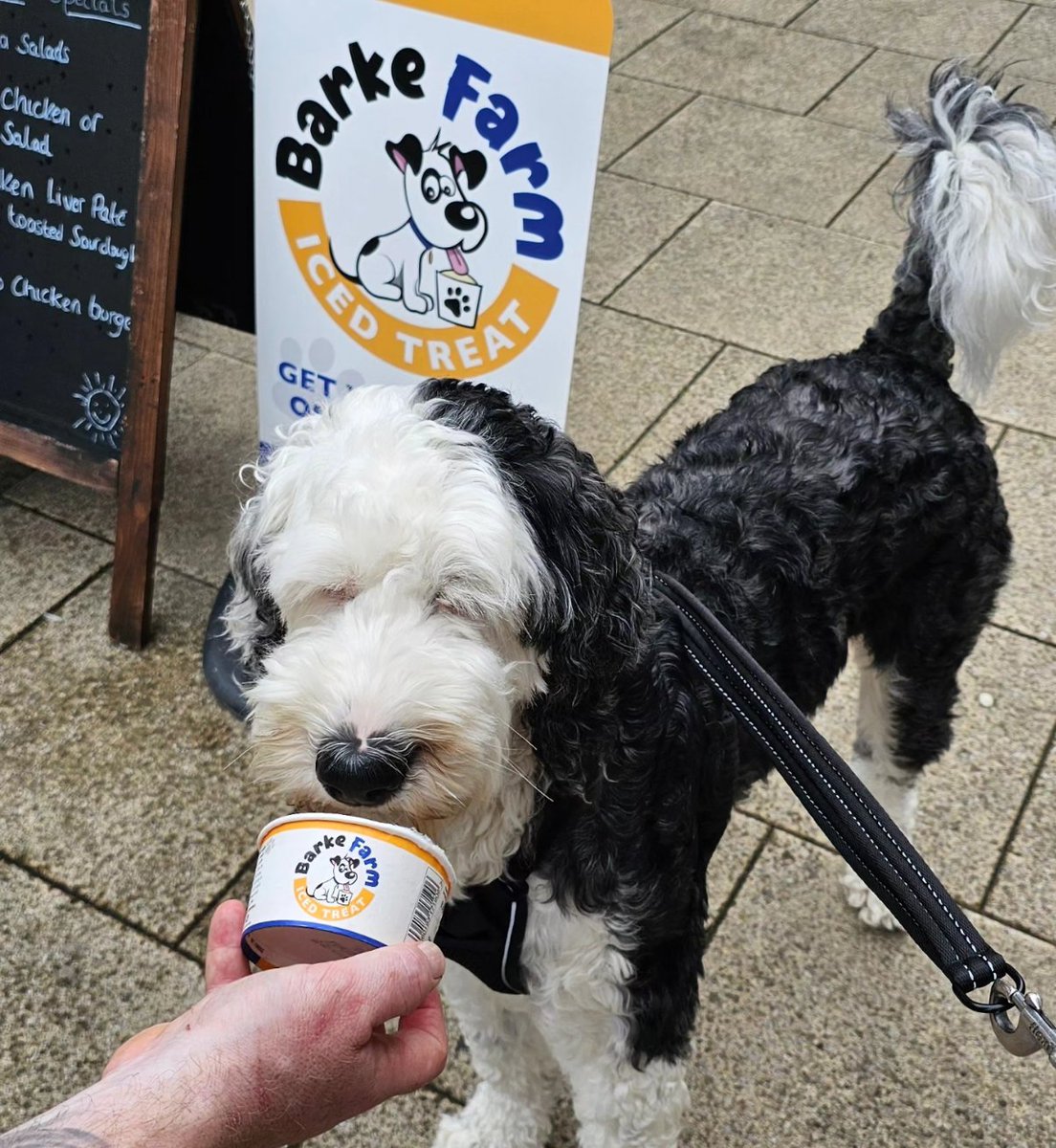 Sorry Uncle Mick, Grandma, Grandad Harry, and all her other buddies, Luna has a new friend that you're having to share her with! 

Barke Farm iced treats are now being served at Beansies. 

#woof
#ziggylovesthemtoo
#shopdog
#hellodoggie
#dogfriendly