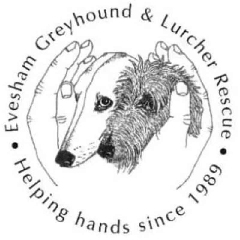 #MhhSBD 
Today is Job my  helping promote all about our #dogs @EGLR1
lurcher.org.uk
Parker awaiting his #ForeverHome
Regards Teresa