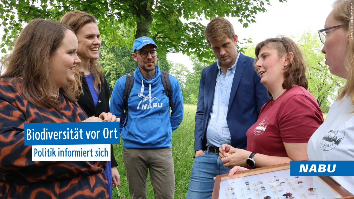 NABU Baden-Württemberg (@naturschutzbund) on Twitter photo Bei einem Treffen mit der Initiative <a href="/buntewiese_S/">Bunte Wiese Stuttgart</a> und NABU-Landeschef Johannes Enssle informierten sich die Europawahl-Kandidaten <a href="/TerryReintke/">Terry Reintke</a> und <a href="/micha_bloss/">Michael Bloss</a> sowie Grünen-Bundesvorsitzende <a href="/Ricarda_Lang/">Ricarda Lang</a> im Stuttgarter Rosensteinpark über die Pflanzen- und Insektenvielfalt. Bei einem Treffen mit der Initiative <a href="/buntewiese_S/">Bunte Wiese Stuttgart</a> und NABU-Landeschef Johannes Enssle informierten sich die Europawahl-Kandidaten <a href="/TerryReintke/">Terry Reintke</a> und <a href="/micha_bloss/">Michael Bloss</a> sowie Grünen-Bundesvorsitzende <a href="/Ricarda_Lang/">Ricarda Lang</a> im Stuttgarter Rosensteinpark über die Pflanzen- und Insektenvielfalt.