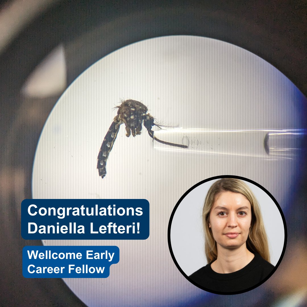 DaniellaAnL1's tweet image. I&apos;m so happy to announce that I have been awarded a @wellcometrust ECA to study the effect of Wolbachia on mosquito salivary glands and their effect on onwards virus transmission at the @CVRinfo! So excited for the science and the collaborations to come! gla.ac.uk/research/az/cv…