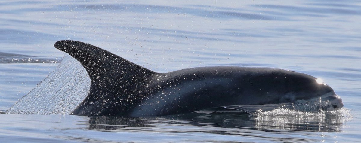 Flat calm waters in the #Minch this morning allowed for sightings of a pod of white-beaked #dolphins (photo below taken a while back & is purely representative) & plenty of harbour #porpoises incl. a teeny weeny calf! Love my morning #dog walks on this 'rock' 🐶🐬🏴󠁧󠁢󠁳󠁣󠁴󠁿🥰