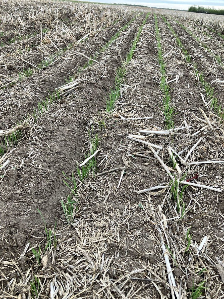 There is something about when the crops first start popping out of the ground 👌🏼🌾 #peaceregion #canadianag