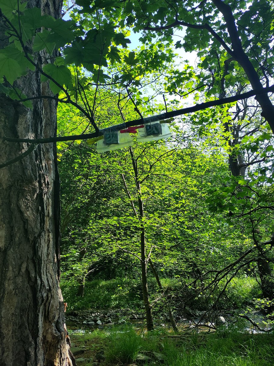 LuciKirkpatrick's tweet image. Been busy setting out some #conservationtech today - first, @OpenAcoustics audiomoths placed out to start some #soundscape work on the beautiful @BangorUni experimental farm