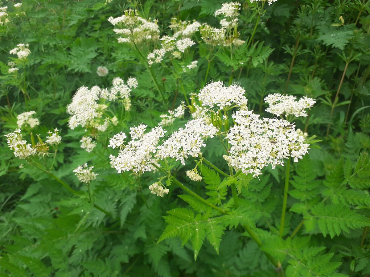 Sweet Cicely is now decorating the field edges, roadside verges and riversides of the #YorkshireDales. Although not native to Britain it is thought to have been growing here at least since the 18th Century. The plant has an aniseed scent and has been used as a medicinal herb.