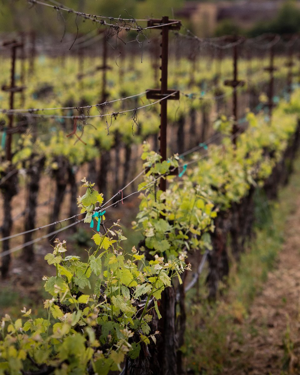 Taste history with our Zinfandel Port-style wine from the 1861 Home Estate vineyard in St. Helena AVA. Ideal gravelly soils yield a luscious blend of dark berries and spice, showcasing Napa Valley's finest terroir. Experience it today! 🍇 bit.ly/CKGLotXXIIZinf…