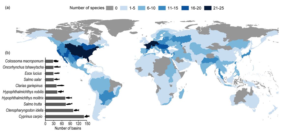 || NEW RESEARCH || Global introductions and environmental impacts of freshwater megafish 📄 onlinelibrary.wiley.com/doi/full/10.11…