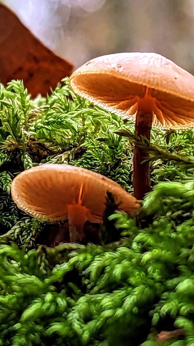 Presque translucide sur les bords / Almost translucent at the edges / Spéc. : Google Pixel 6, ƒ/1,85, 1/280, 6,81 mm, 274 ISO / #photographie #photography #Google #Pixel #TeamPixel #GooglePixel #champignon #mushroom #FungiFriends