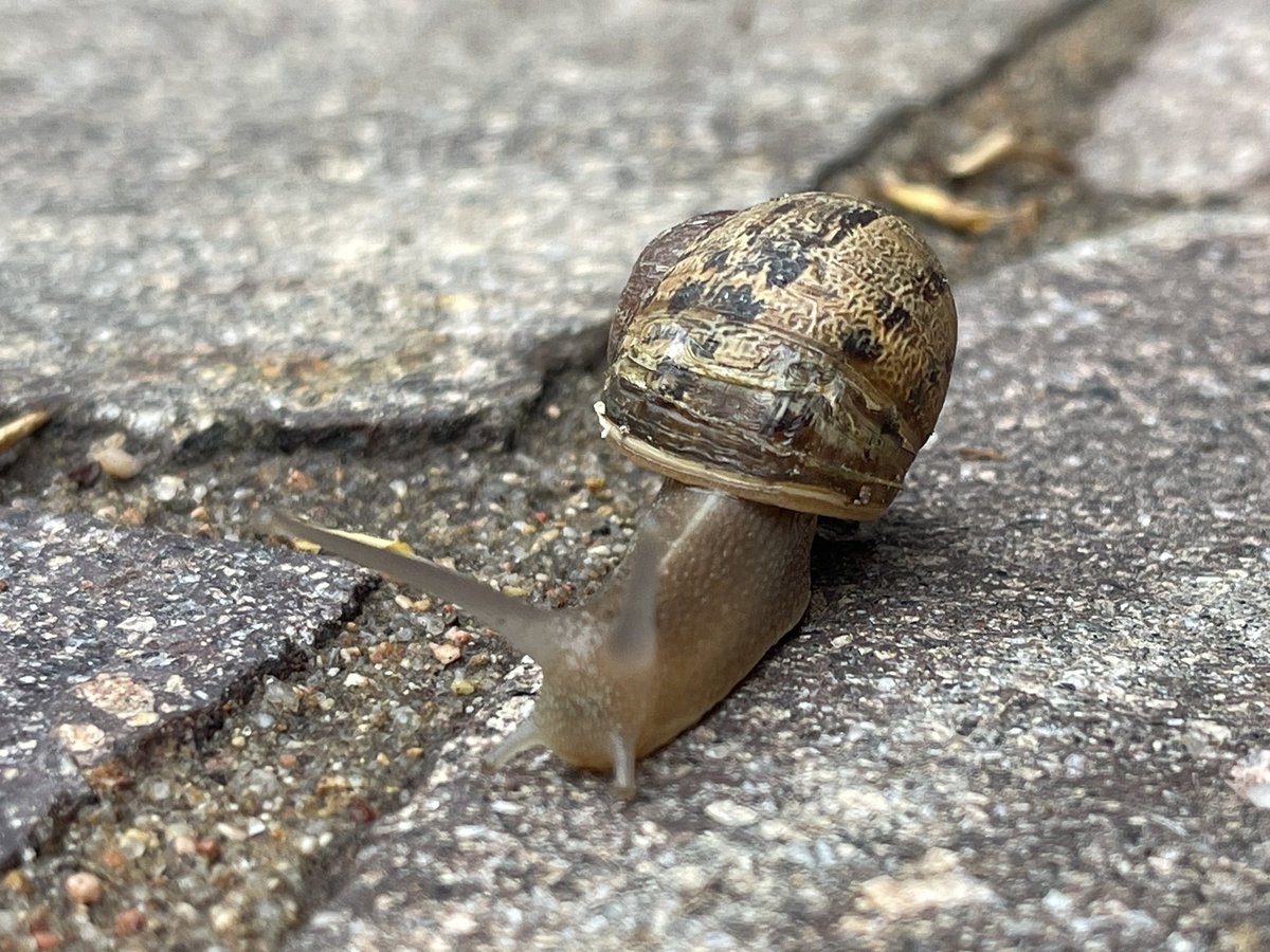 Good morning beautiful Santa Fe <a href="/MarriottBonvoy/">Marriott Bonvoy</a> <a href="/Marriott/">Marriott Hotels</a> <a href="/LaPosadaSF/">La Posada de Santa Fe, a Tribute Portfolio Resort</a> enjoying my <a href="/NespressoUSA/">Nespresso USA</a> on my patio watching a snail race!