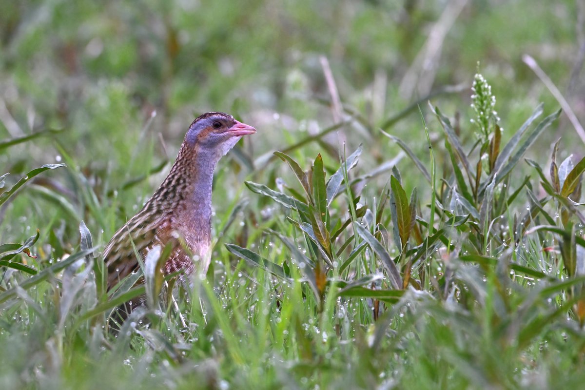 Corncrakes before breakfast this morning in the the Outer Hebrides