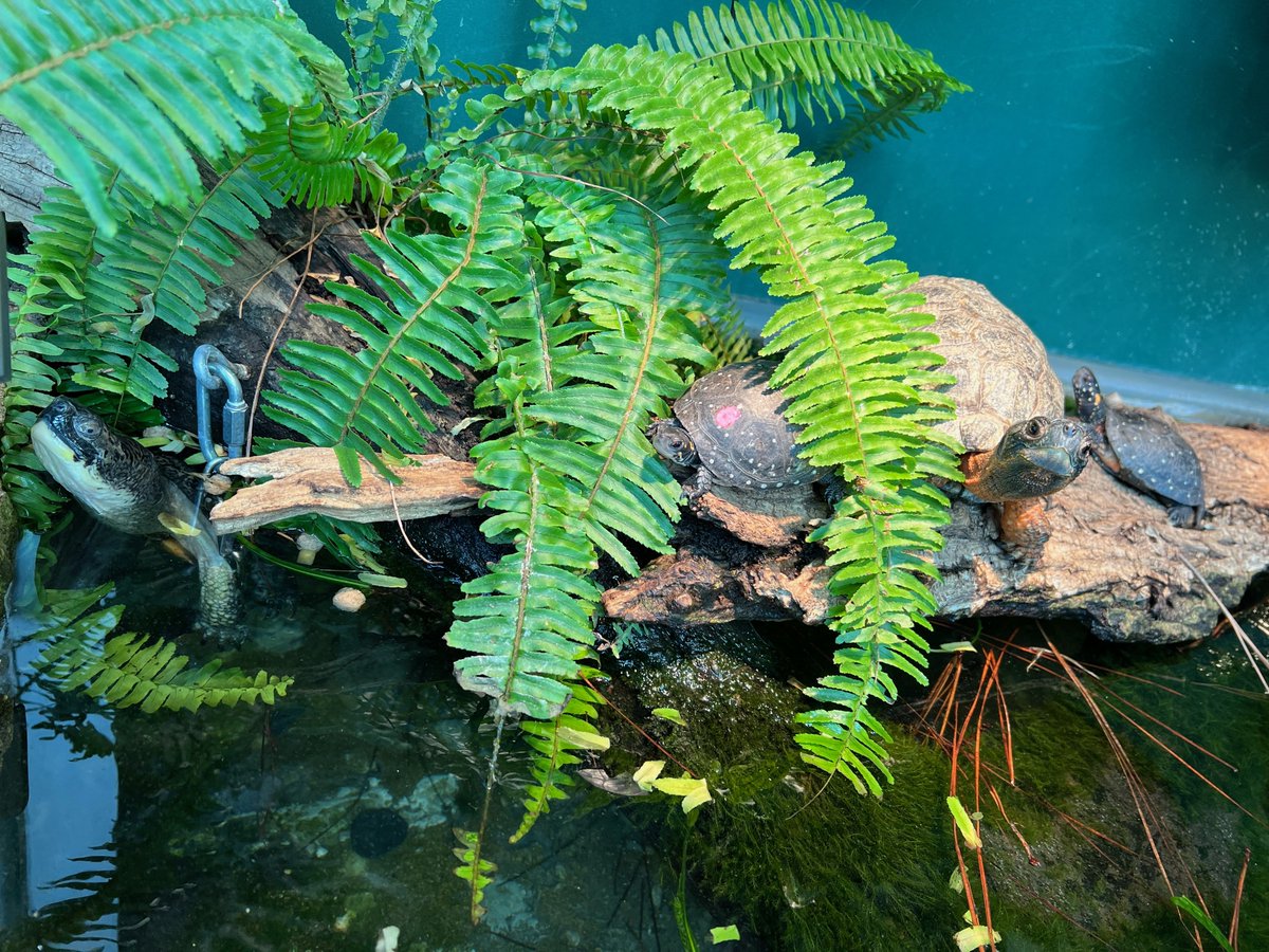 Turtle power! 🐢Check out a few of the resident turtles at Pritzker Family Children’s Zoo. From left to right, here's Tiny, Primrose, Gingko, and Dot! 

📸 Kelsey Lotz