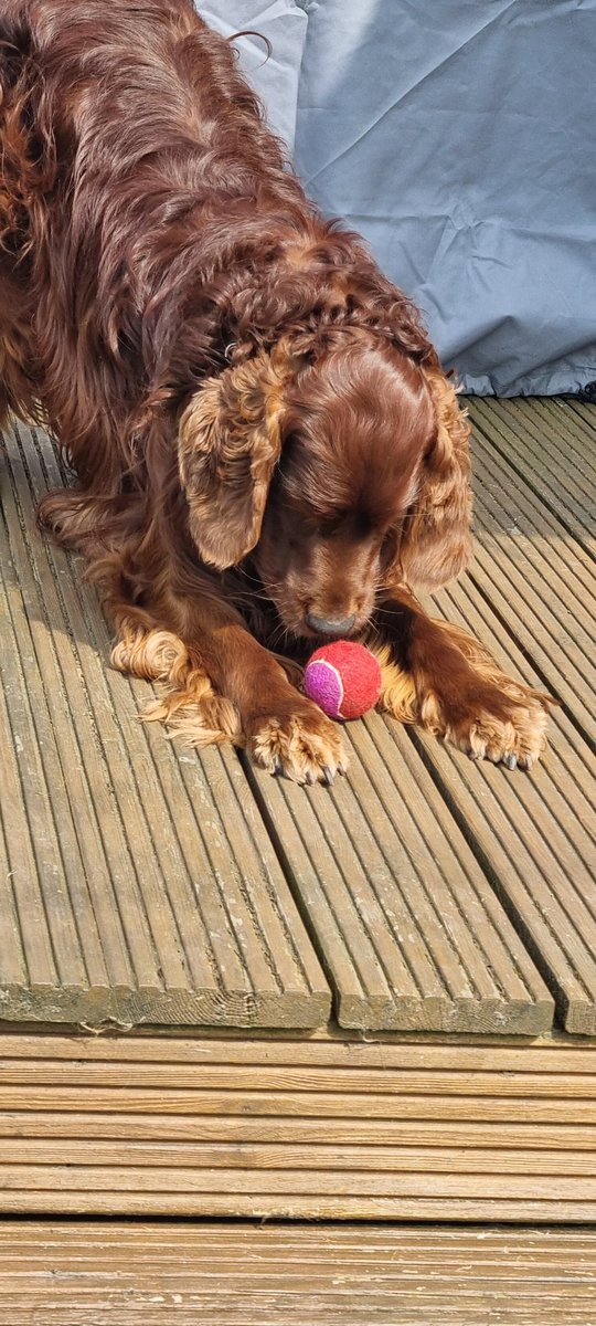 The 'wee guy' Barney out in the sunshine with his latest obsession, a 2 tone tennis ball.😀 He's not much of a helpe in the garden.