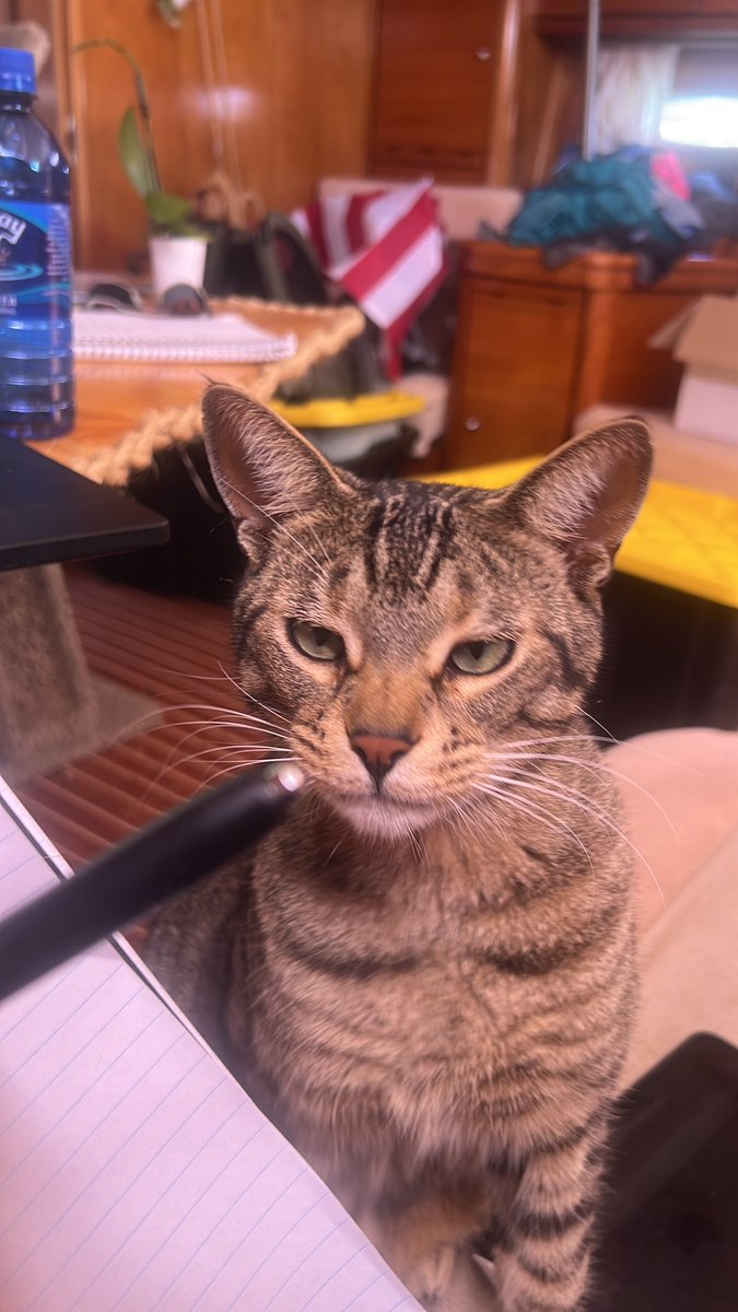 Sara Gerassi 🧪 tweet media