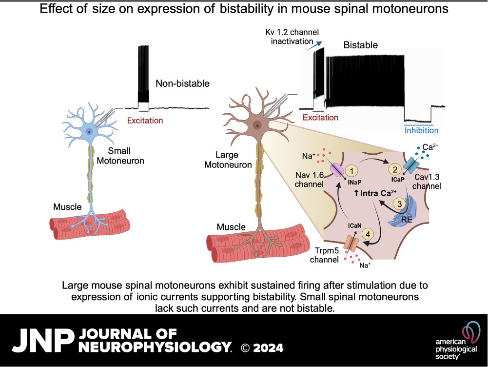 📃Ronald M. Harris-Warrick et al. study provides important insights into the neural mechanisms underlying #bistability and how #motoneuron size correlates with bistability in mice. ow.ly/evUZ50REkGV #SpinalCord #Neurophysiology @Bos_Remi