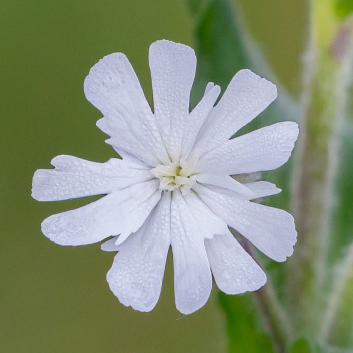 White Campion These beautiful wildflowers are hugely beneficial to 🐝 bees, 🦋butterflies and moths! Simply pop seed balls on top of peat-free compost or soil and water. seedball.co.uk/product/white-…
