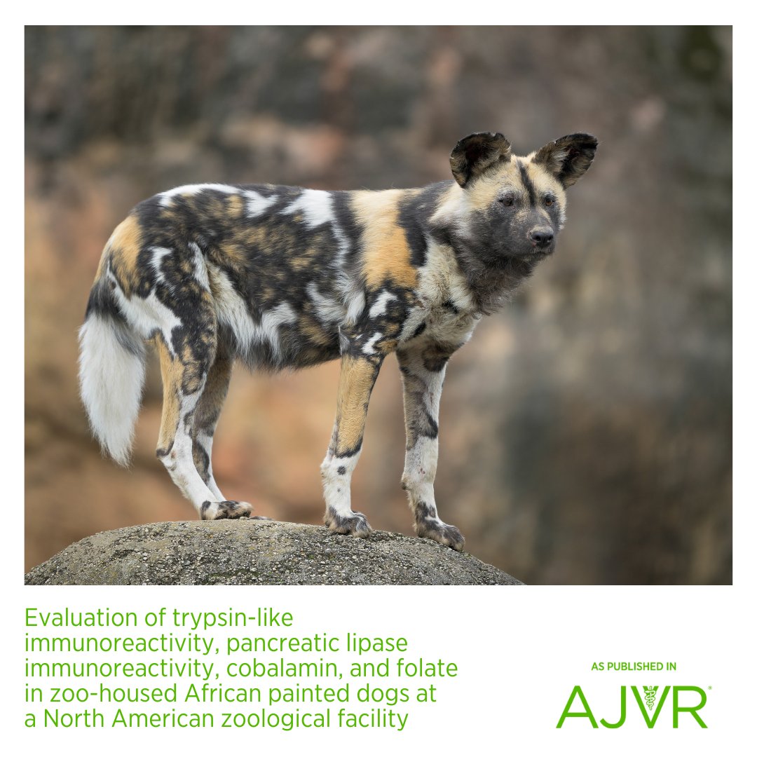 Analytes for pancreatic function and malabsorption or gastrointestinal indicators, including #cTLI, #cPLI, and #folate, in African painted dogs should be interpreted with caution when using domestic dog references ranges. Open access article: jav.ma/trypsin #cobalamin