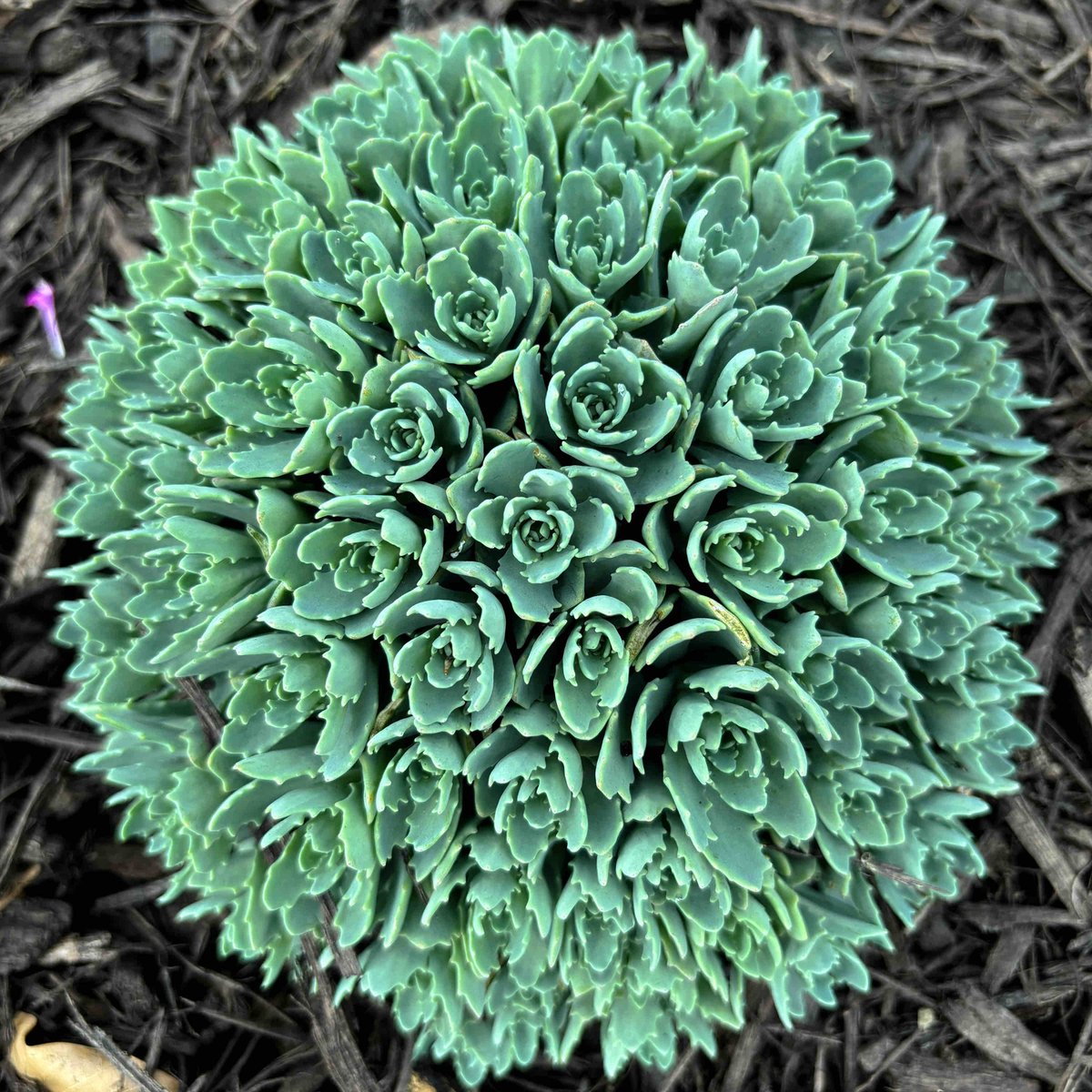 Sedum Pachyclados Round
.
The succulent whorl of the sedum can be seductive to draw you closer. Look how each swirling leaf is adorned with three small teeth. Does your pachyclados bite?
.
05.16.24
#rounddujour #sedum #sedumpachyclados #succulent #rosette
RoundMuseum.com
