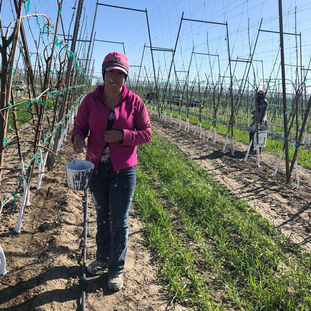 Maria is painting apple trees in WA state. The trees are painted white to reflect sunlight & to keep the bark from splitting when exposed to extreme temperatures. When you put an apple in your child’s lunchbox, remember the skilled work of farm workers like Maria. #WeFeedYou