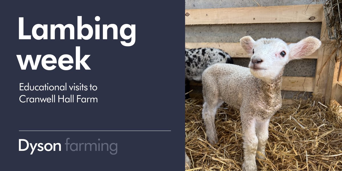 Last week we welcomed two groups to visit our lambs. [NAME] Scouts visited on Wednesday before Billinghay Church of England Primary School payed us a visit on Thursday. Both children and adults all enjoyed meeting some of our newest lambs. #lambing #livestock #schoolvisit
