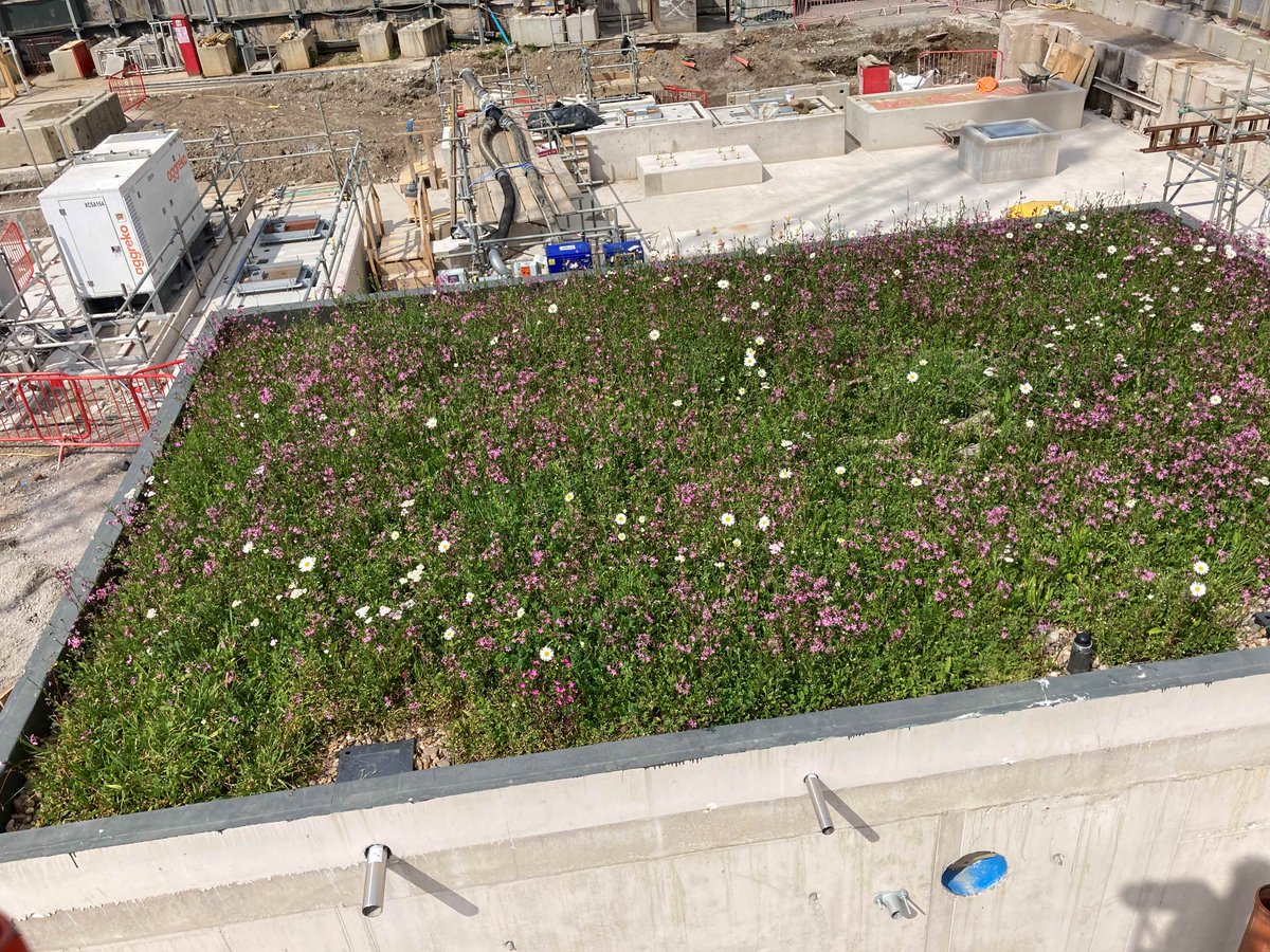 #SuperSewer update📈 ✅At Carnwath Road, good progress has been made in the public realm area ✅The shutter installation has been completed at King Edward Memorial Park ✅At Deptford Church Street , the wildflower roof on the kiosk is in full bloom