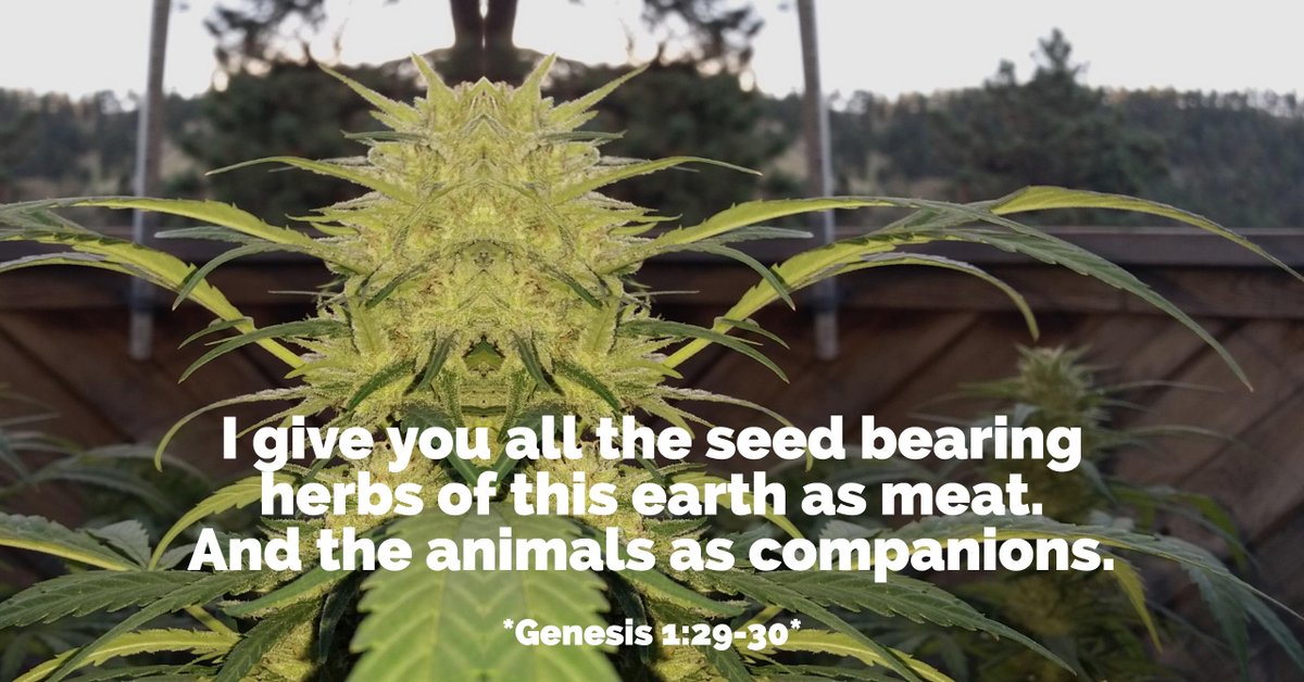 Legalize Plants

#weed #cannabis #marijuana #legalizeit #plantmedicine #AkashicRecords #buddha #christ #anointedwithkanehbosom #kanehbosom #ganja #reefer #grass #bud #herb #goodgood