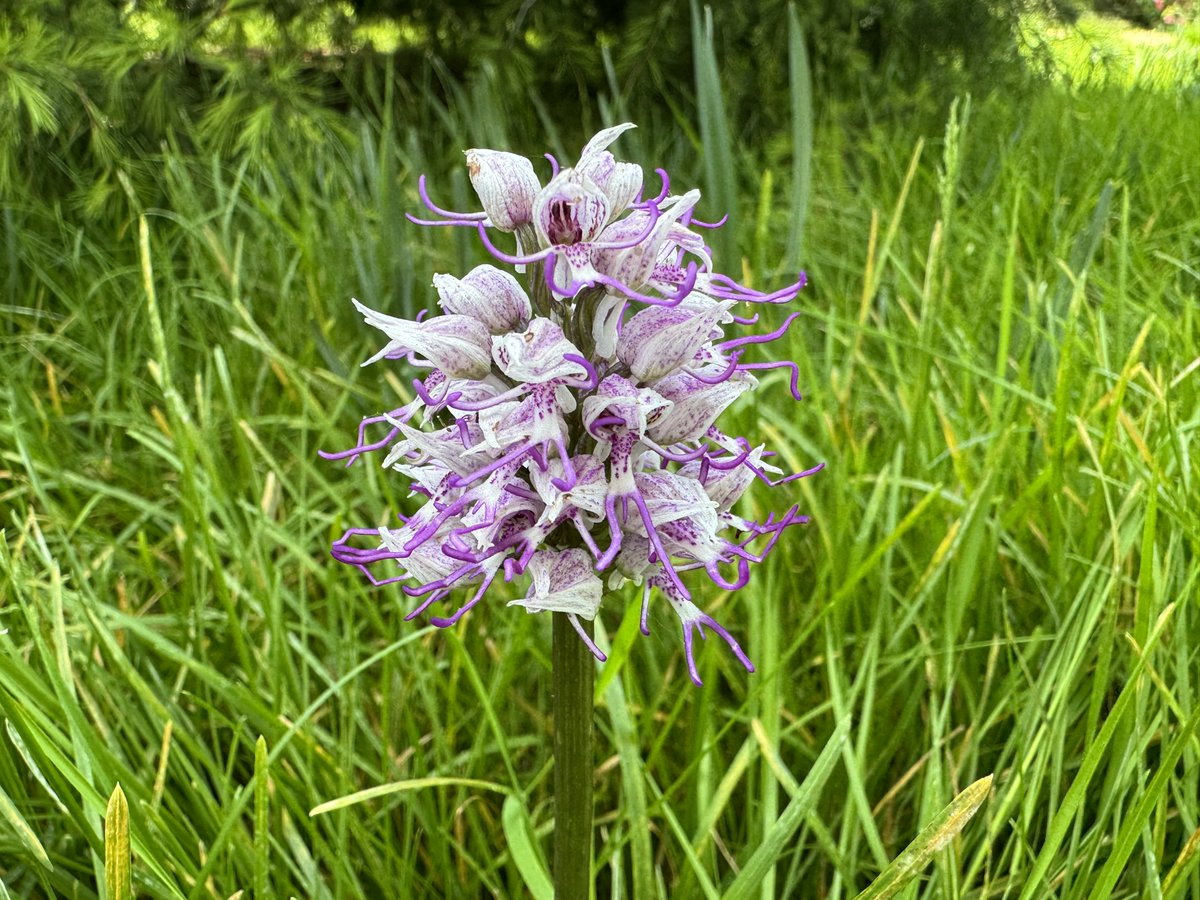 A rare orchid that looks like a naked man has revealed itself in the grounds of St John’s. The Orchis Simia is known as the ‘Naked Hanging Man Orchid’ or the ‘Monkey Orchid’ and is described as ‘the find of a lifetime’. 🌷👇 joh.cam.ac.uk/rare-naked-han…