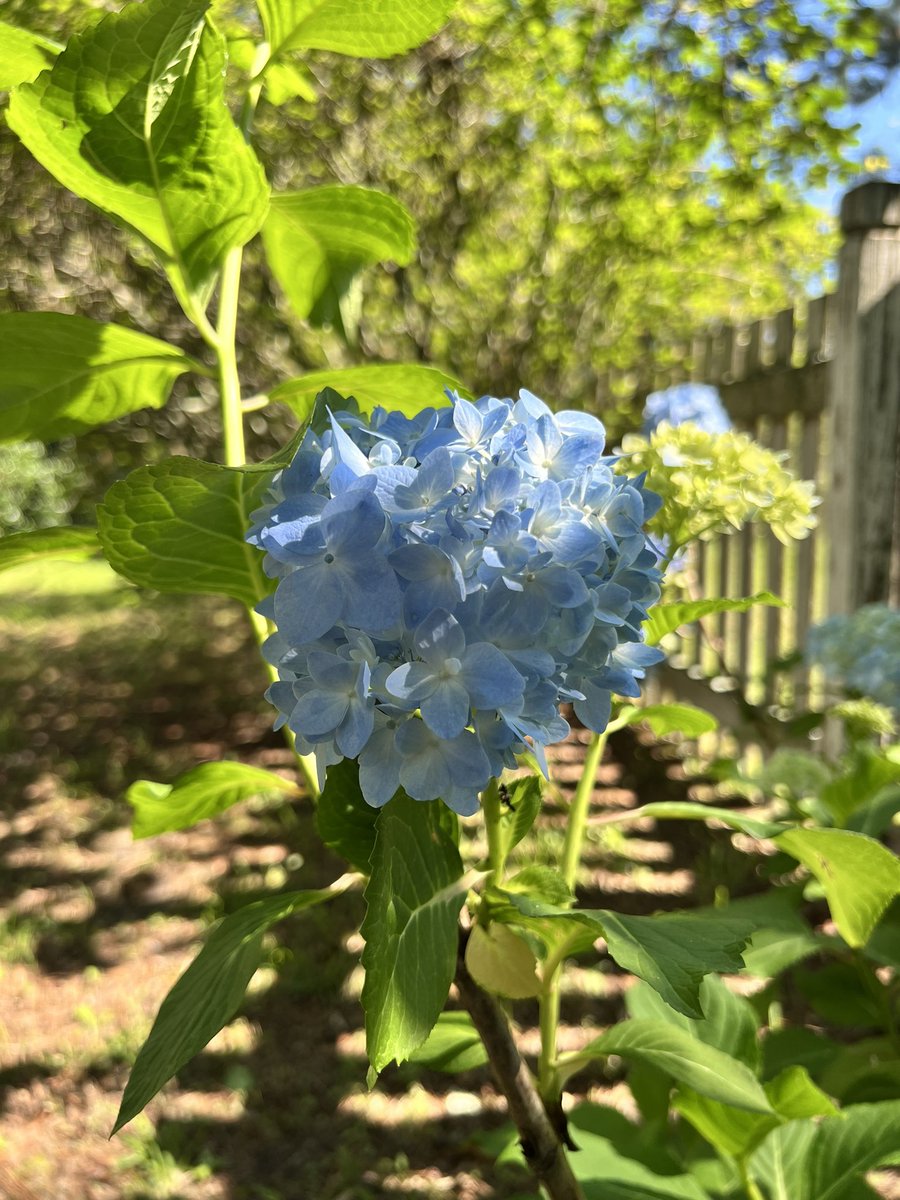 Beautiful spring day…adjusted my crown and put my big girl panties on! It’s a new day and a new attitude! Let’s do this 💙💚#springinthesouth #lovewhereyoulive #todaysanewday