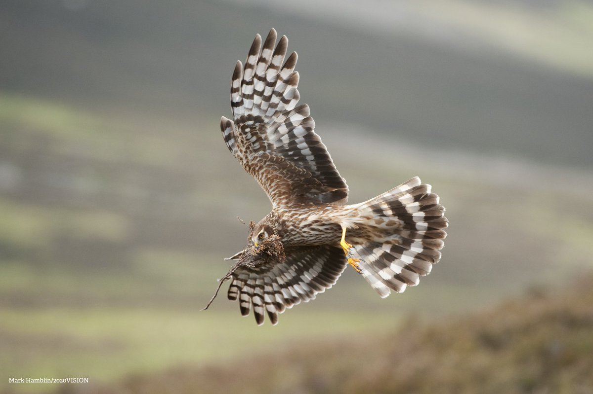 Want to help to demonstrate the demand for peat-free products to UK governments and retailers? 🐝 Fancy being a super sleuth and having a peek at hidden peat? 🔍 Join the Peat Inspector quest today and help protect our peatlands! 🌳 wildlifetrusts.org/ban-sale-peat