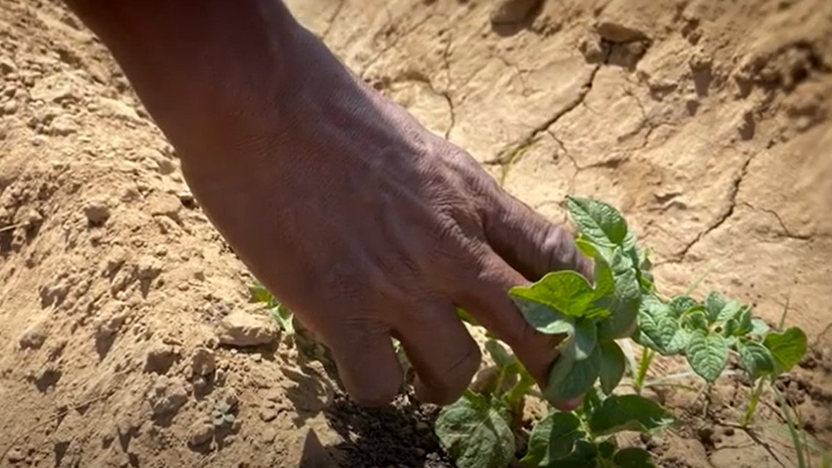 It's the International Day of #LivingTogetherInPeace. The conflict in Sudan has reduced agricultural productivity, increasing malnutrition & food insecurity. CIMMYT, in alliance with USAID, is focusing on 5 key areas to improve the country's food security. bit.ly/3QKuLck