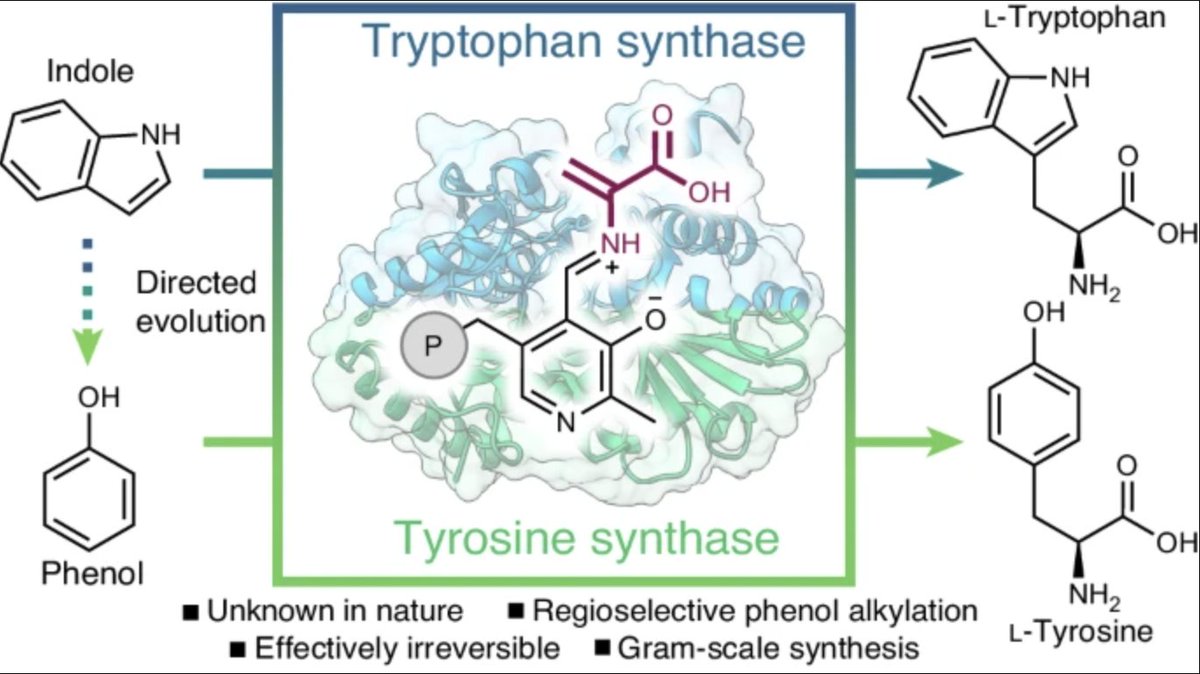 The β-subunit of tryptophan synthase is a latent tyrosine synthase by <a href="/patrickalmhjell/">Patrick Almhjell</a>, <a href="/kadinaj/">Kadina Johnston</a>, <a href="/NJP_Chem/">Nick Porter</a>, Jennifer L. Kennemur, Vignesh C. Bhethanabotla, Julie Ducharme, and <a href="/francesarnold/">Frances Arnold</a> at <a href="/CaltechCCE/">Caltech Chemistry & Chemical Engineering</a> in <a href="/nchembio/">Nature Chemical Biology</a> nature.com/articles/s4158…