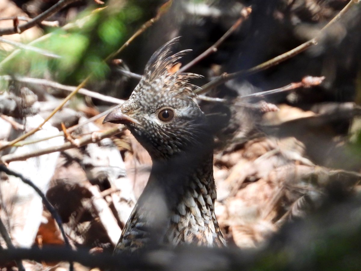 Not doing well my friends, sick head - stress etc My first ruffed grouse - video here (please watch & subscribe 🥰🙏❤️ it really helps me 🥰) ⬇️ youtu.be/ZAEAWxGzcn0?si… ⬆️ New blog post also up for my patrons - links in my bio 🥰 #birds #nature #wildlife #ruffedgrouse