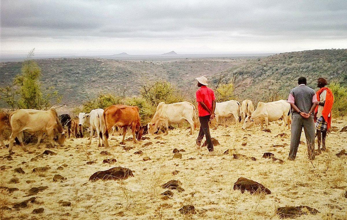 #Journéedesespècesmenacées Au #Kenya la survie de nombreuses espèces est menacée. Le @FFEM & l'@AFD_France soutiennent les activités de #conservation communautaire pr concilier préservation de cette #biodiversité unique & #développement économique 👉urlz.fr/qHCF