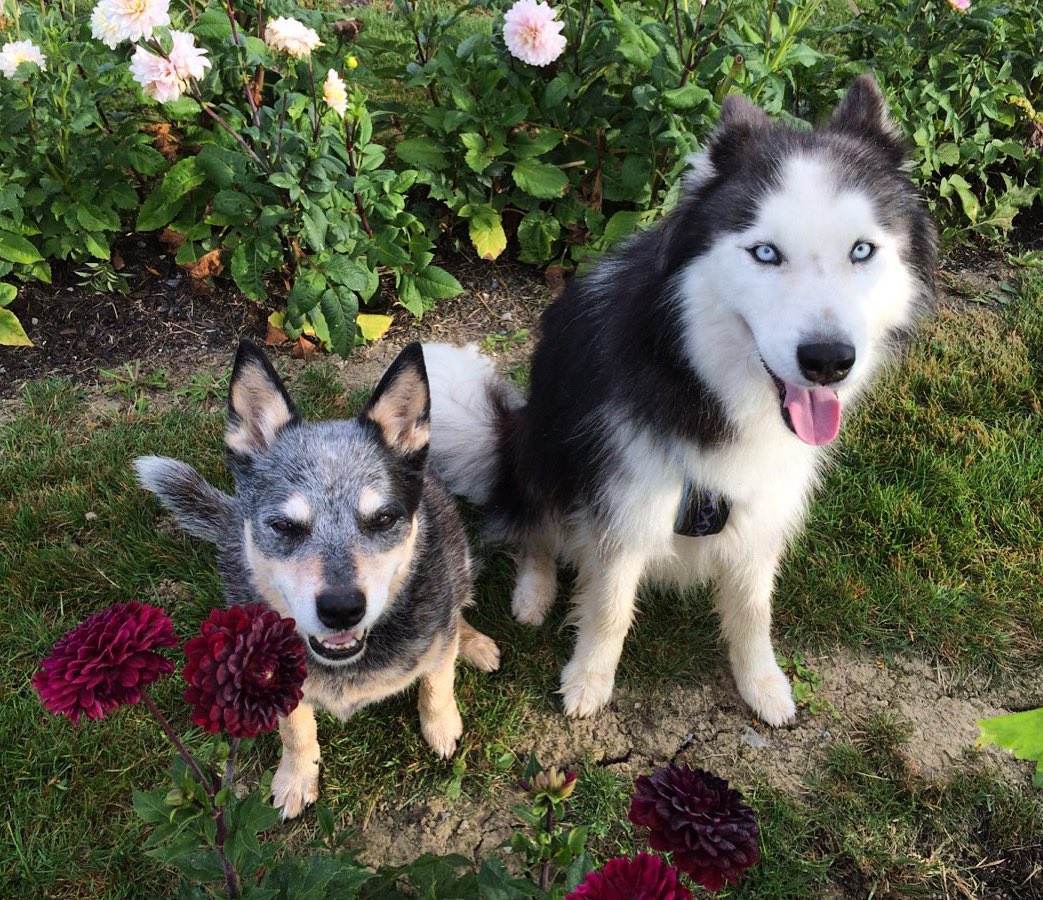 #ThrowbackThursday with Angels Ember & Silver 🐶🌈🐶🌈. #RipEmber #RIPEmber 🐶🌈💖 #RipSilver #RIPSilver 🐶🌈💖 #ACDS #cattledog #AustralianCattledog #heeler #BlueHeeler #Husky #Huskies #dogs #dogsoftwitter #dogsofX