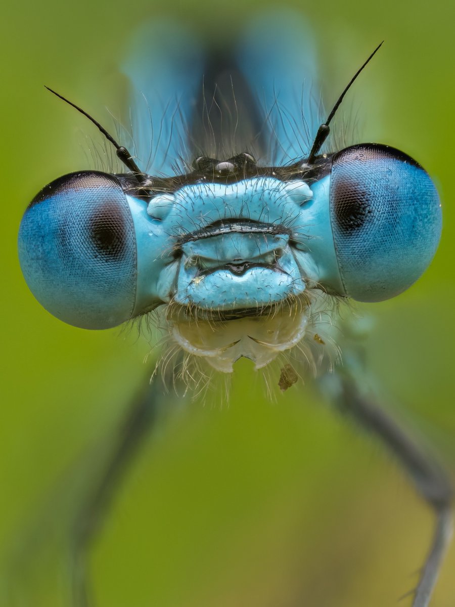 I love to photograph Damselflies and this is one of my favorite Damselfy portrait so far. 
Hand Helf focus stack.
Wild and Free.
 #insects #wildlife #nature #wildlife #bugs
#cnft