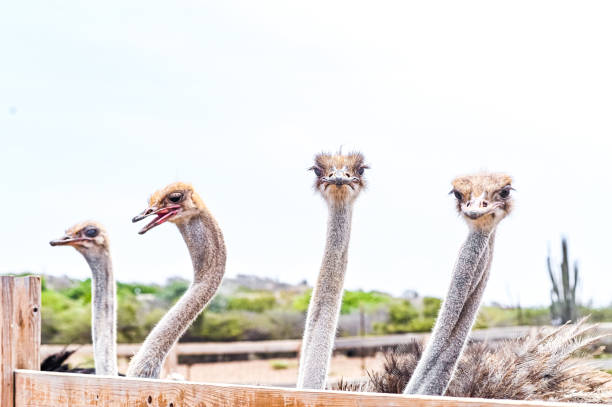 At Kasoga Hill in Kyotera District, Is Kakuuto Ostrich Ecotourism Campsite where Ostriches are domesticated. Opened in 2000, the farm stands out as a place where individuals can observe and appreciate these majestic birds. It has evolved into a distinctive tourist attraction🇺🇬