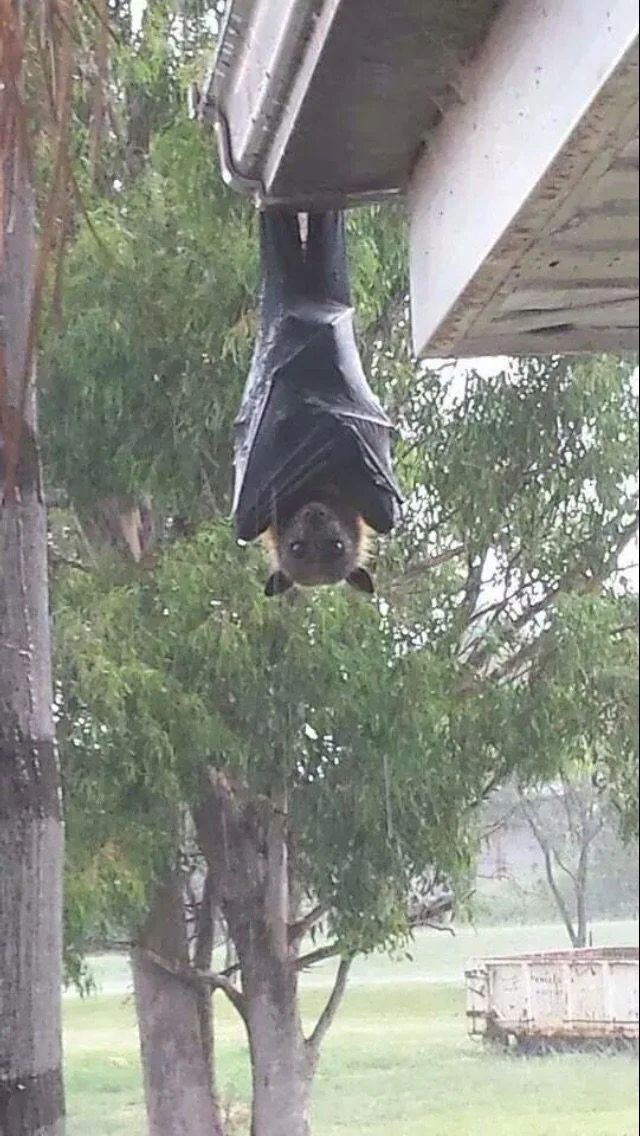 I had no idea bats could get this big. It looks like a toddler dressed as a bat.