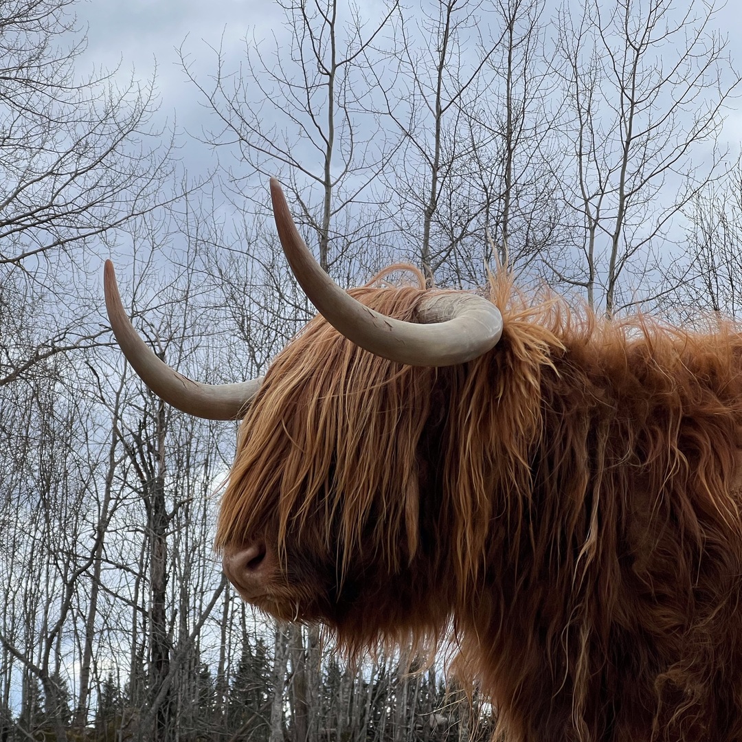 Highland Cattle photo of the day #cows #highlandcattle #animals