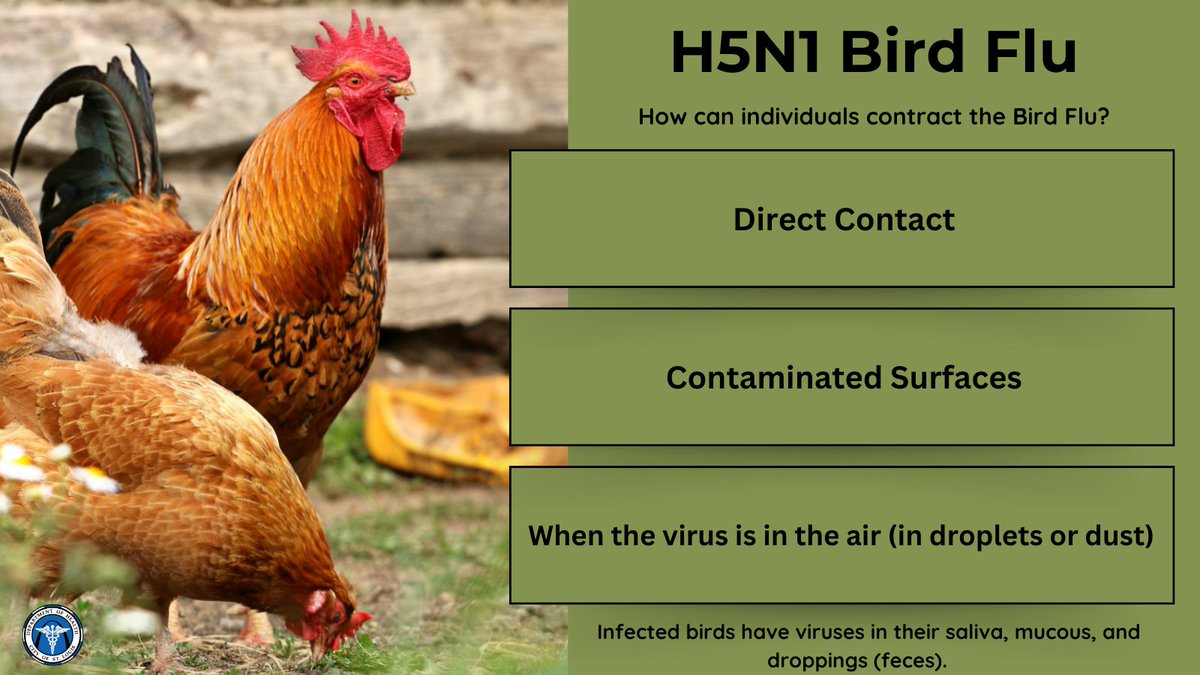 🧵The DOH is monitoring the HPAI (Bird Flu) situation occurring outside of the St. Louis region and will continue to provide public updates as it evolves. Learn how bird flu can be contracted below ⬇️ and visit cdc.gov/flu/avianflu/i… for more information. #BirdFlu