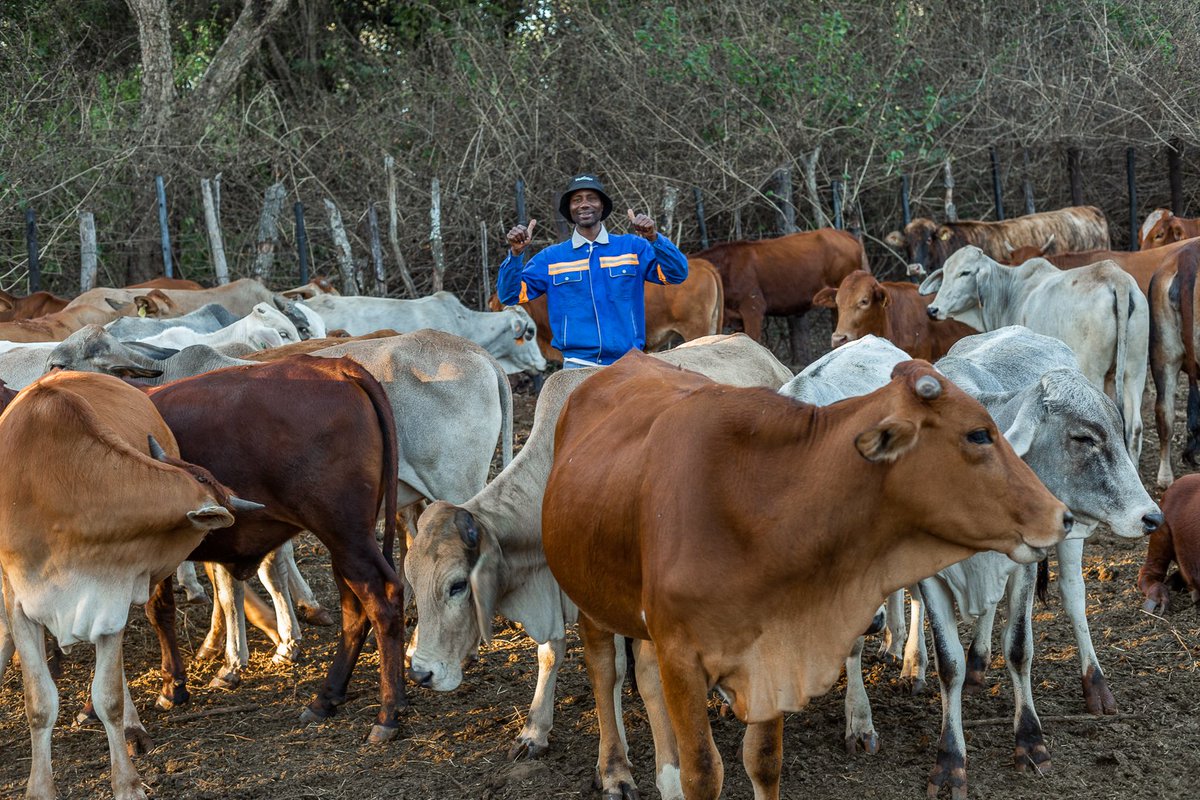 Eng_C_Kapita's tweet photo. Are you aiming for a thriving, healthy herd? Visit Agrirocket Engineering today and discover our cattle spray race, designed to shield your livestock from diseases. 

Remember, a healthy herd paves the way to a successful and content farmer!
#happyclientdiaries🤎 https://t.co/RMGqZQGpdI