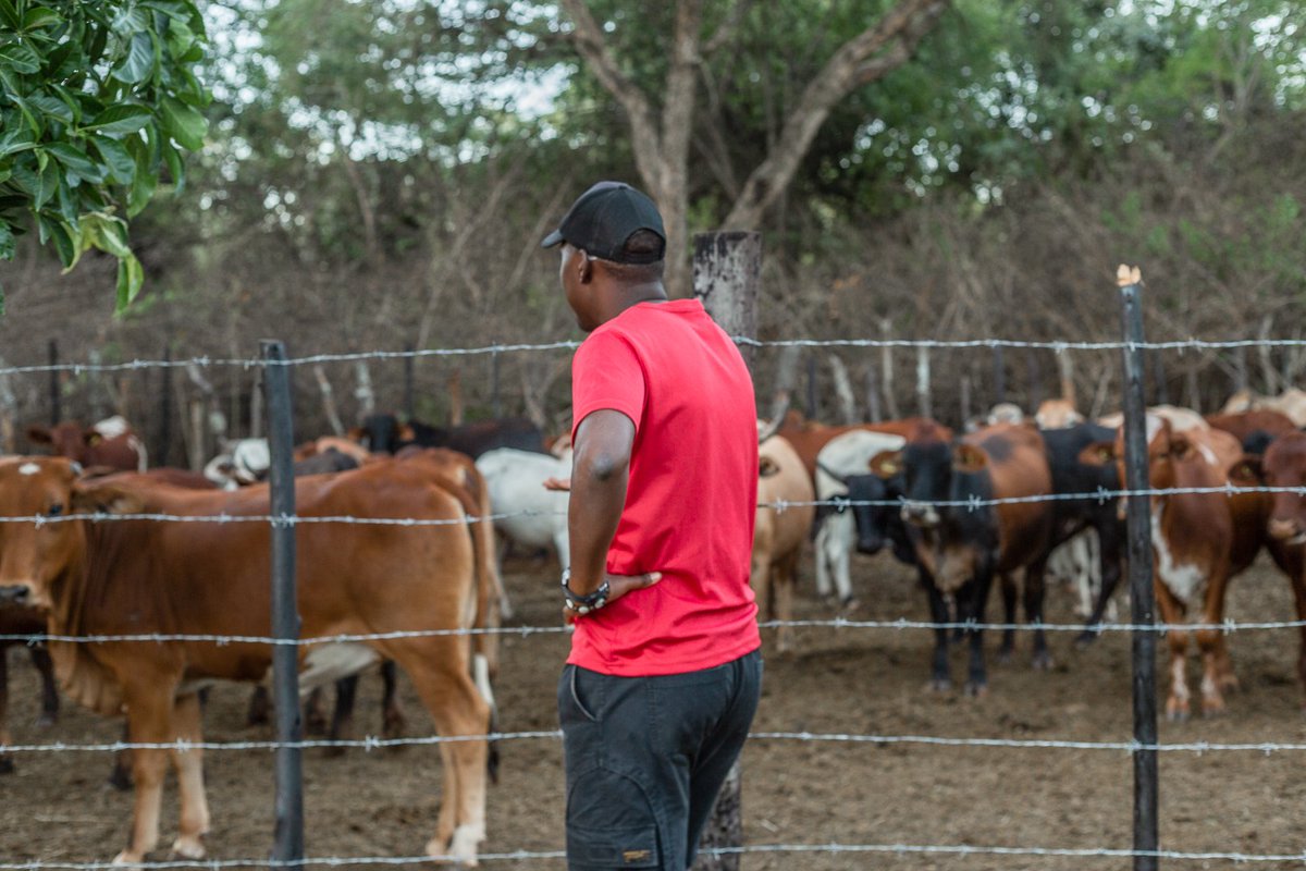 Eng_C_Kapita's tweet photo. Are you aiming for a thriving, healthy herd? Visit Agrirocket Engineering today and discover our cattle spray race, designed to shield your livestock from diseases. 

Remember, a healthy herd paves the way to a successful and content farmer!
#happyclientdiaries🤎 https://t.co/RMGqZQGpdI