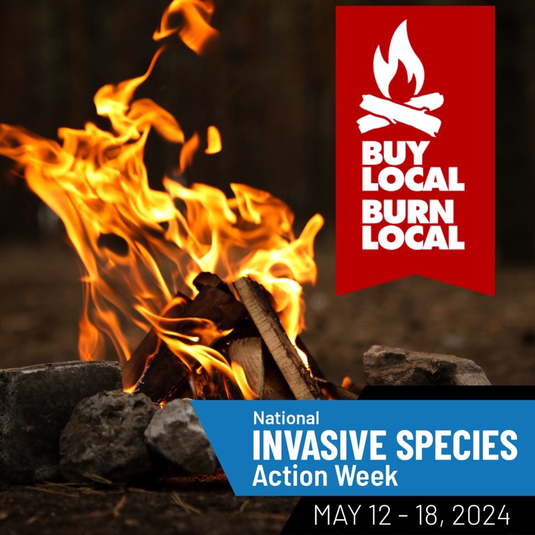MVCAuthority's tweet image. Is your firewood pest-free? Harmful #invasivespecies that threaten our forests can be transported in firewood without you knowing it! Don’t risk it, always #BuyLocalBurnLocal firewood instead of transporting it. Our trees &amp;amp; forest will thank you! BuyLocalBurnLocal.ca
#NISAW